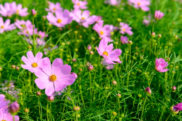 庭の色とりどりの花