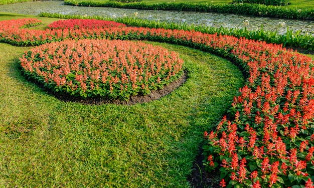 Fiori colorati in giardino