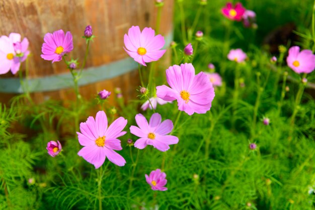 庭の色とりどりの花