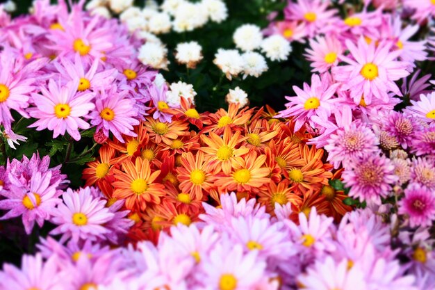 Colorful flowers in the Garden