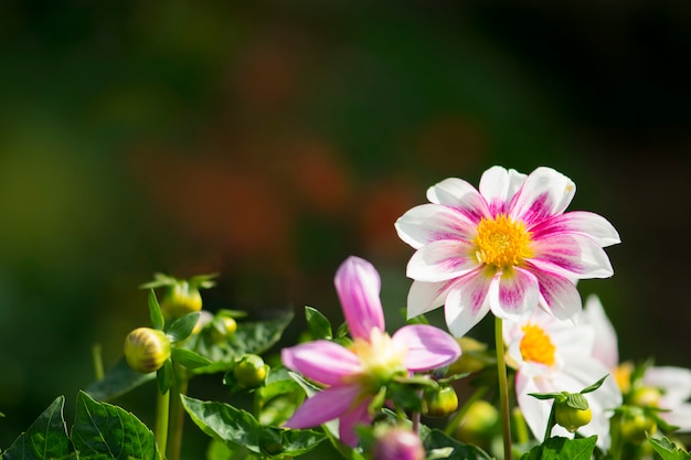 Photo colorful flowers in the garden.