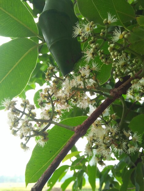 庭の色とりどりの花。