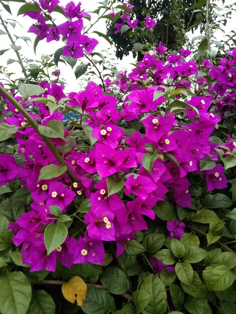 Colorful  flowers in the garden.