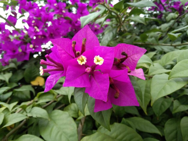 庭の色とりどりの花。