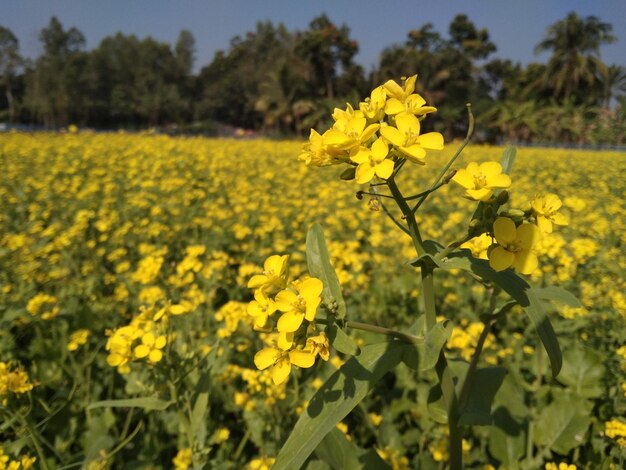 庭の色とりどりの花。