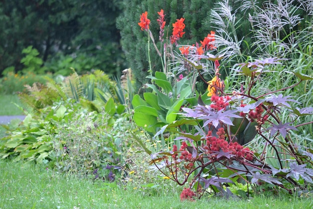 Colorful flowers in garden