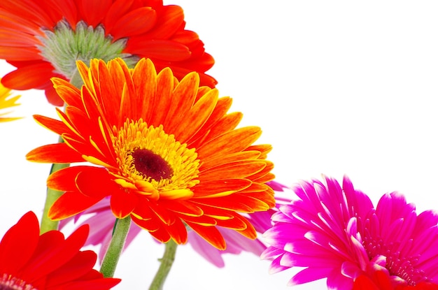 Photo colorful flowers gerberas on white background