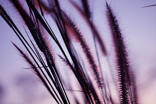 Colorful flowers grass for background