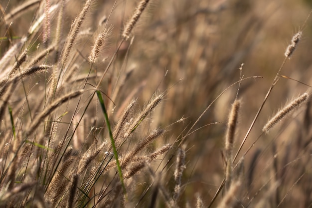 Colorful flowers grass for background