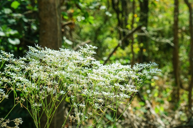 カラフルな花草の背景