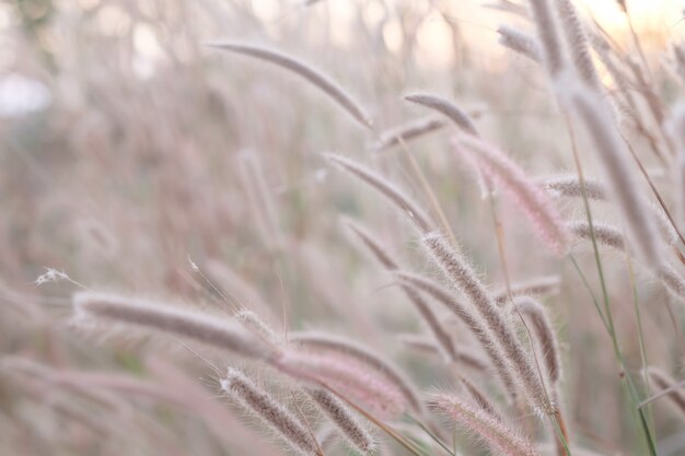 Colorful flowers grass for background