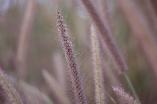 Colorful flowers grass made with gradient for background 