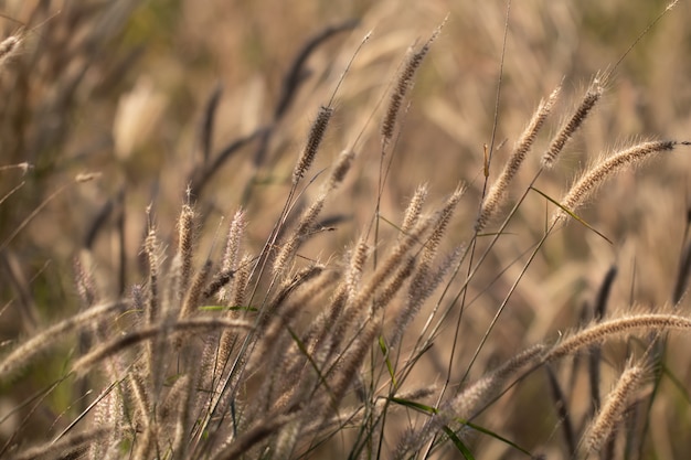 Colorful flowers grass made with gradient for background 