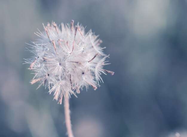 背景のグラデーションで作られた色とりどりの花草