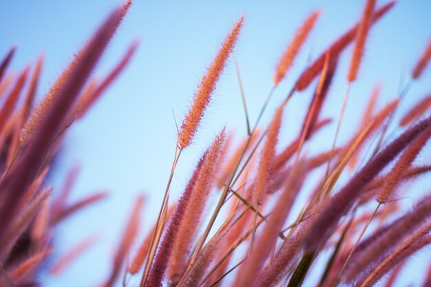 Colorful flowers grass made with gradient for background