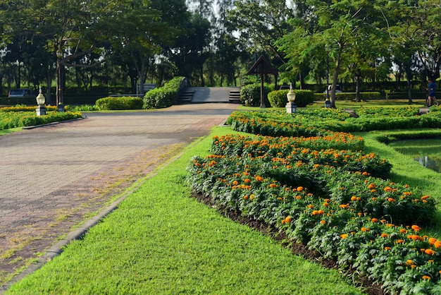 Colorful flowers and green leaves in nature.