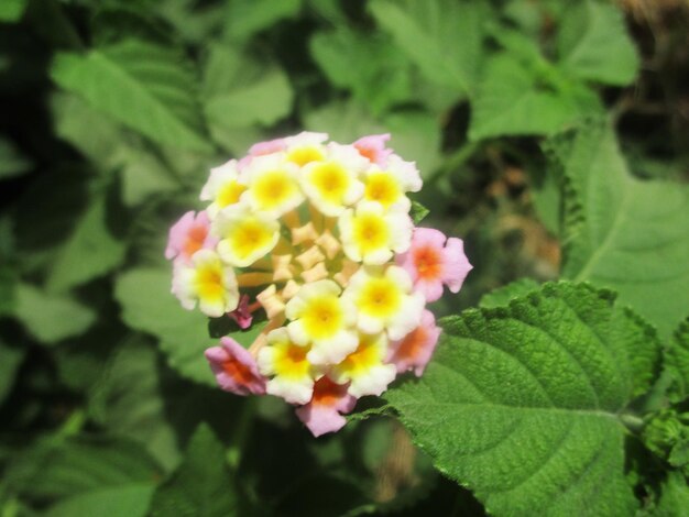 Colorful flowers and Green nature