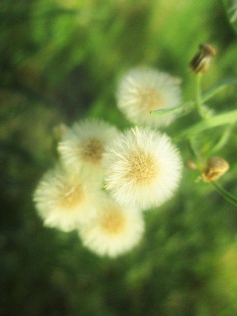 Colorful flowers and Green nature