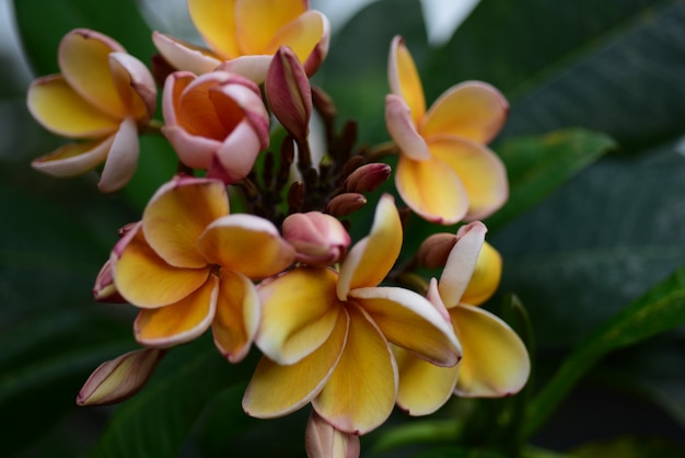 Colorful flowers.Group of flower.group of yellow white and yellow flowers