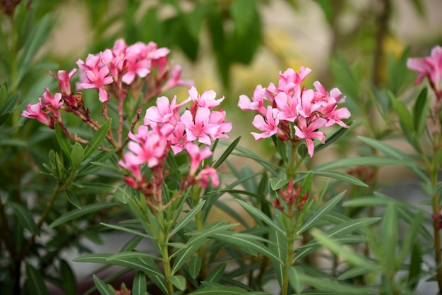 写真 色とりどりの花。flower.groupのグループ黄色と白とピンクの花（プルメリア、プルメリア）