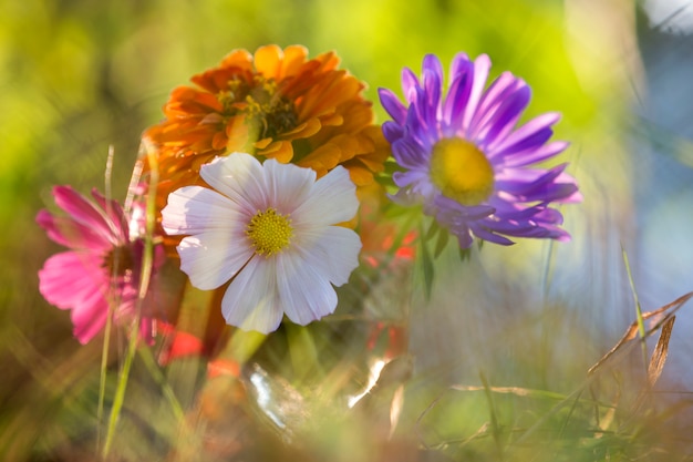 Fiori colorati che crescono con erba sfocata