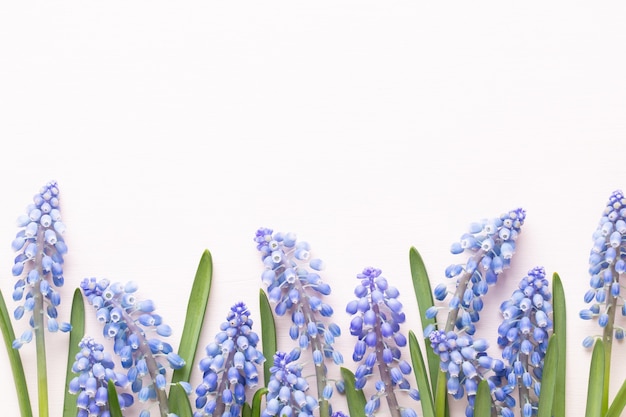 写真 白い背景の上のカラフルな花