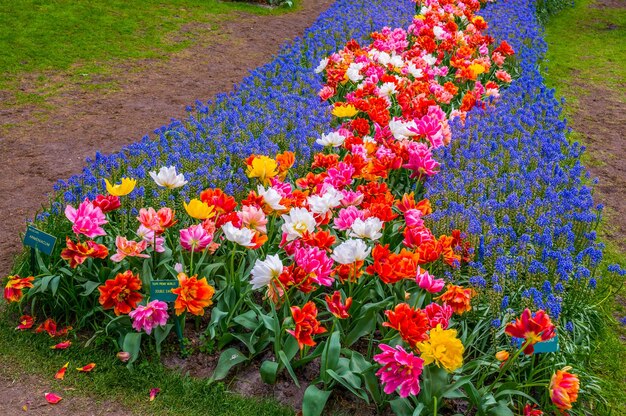 カラフルな花の小道オランダのキューケンホフ公園リッセ