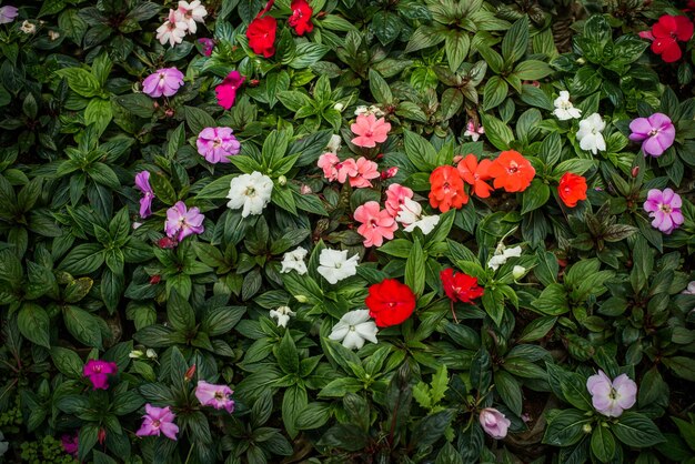 鉢植えの色とりどりの花