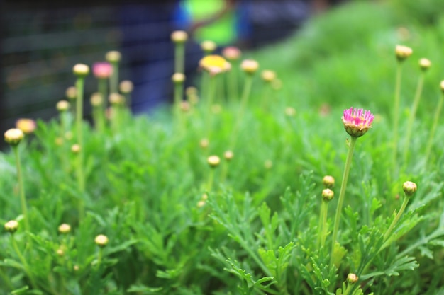 Foto fiori variopinti, fuoco selettivo sul fiore rosa