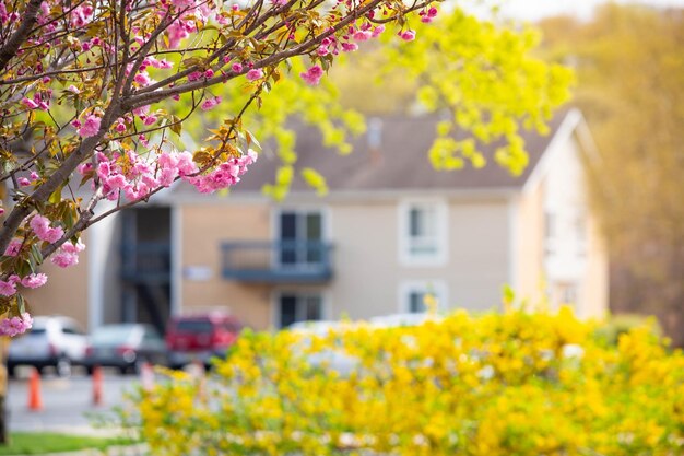 Photo colorful flowers in spring background 221