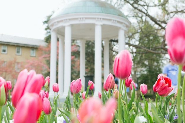 Photo colorful flowers in spring background 332