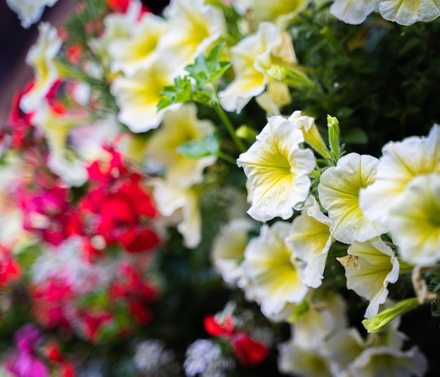 Colorful flowers in spring closeup