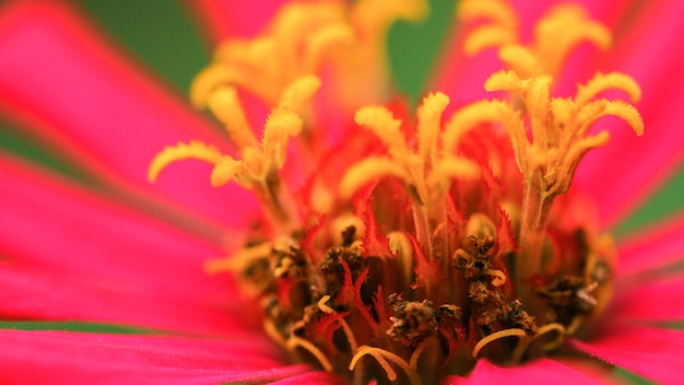 自然の背景に適した色とりどりの花