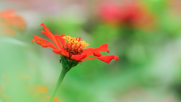 自然の背景に適した色とりどりの花