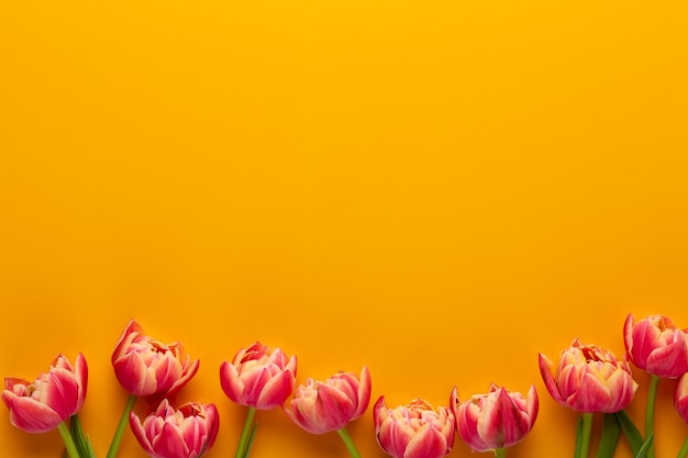 Colorful flowers on yellow background