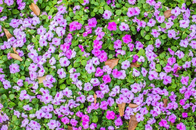 Colorful flowers