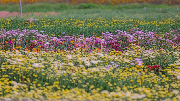 Photo colorful flowers