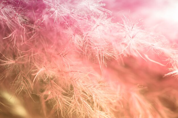 Colorful fluffy feather close up