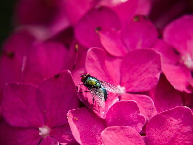 A colorful fly on hydrangea