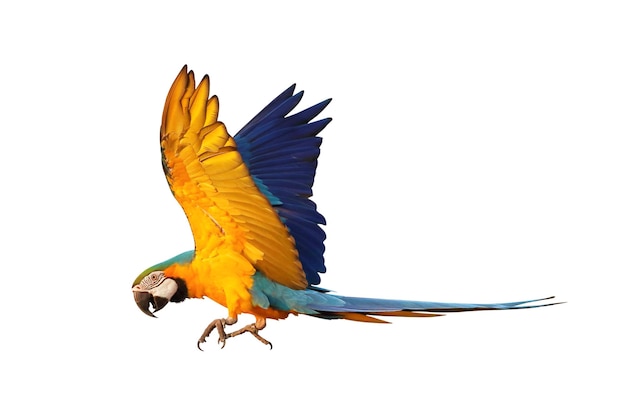 Colorful flying Blue and Gold Macaw parrot isolated on white background