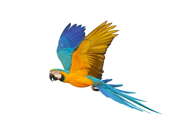 Colorful flying Blue and Gold Macaw parrot isolated on white background