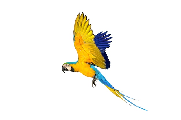 Colorful flying Blue and Gold Macaw parrot isolated on white background