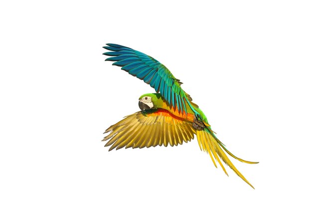 Colorful flying Chestgold Macaw isolated on white background