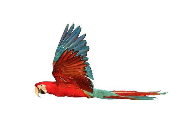 Photo colorful flying green wing macaw parrot isolated on white background