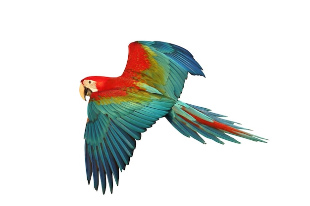 Colorful flying Green Wing Macaw parrot isolated on white background