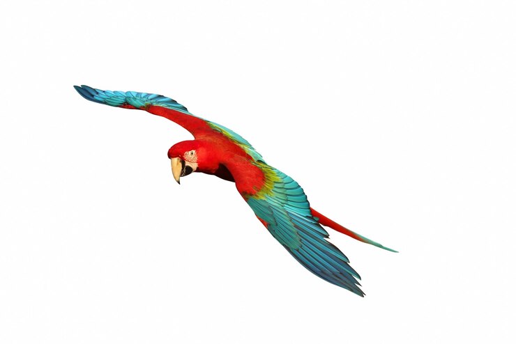 Colorful flying Green Wing Macaw parrot isolated on white background