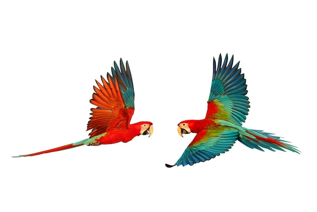 Красочный летающий папагал-зеленый макао изолирован на белом фоне