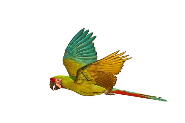 Photo colorful flying military macaw parrot isolated on white background