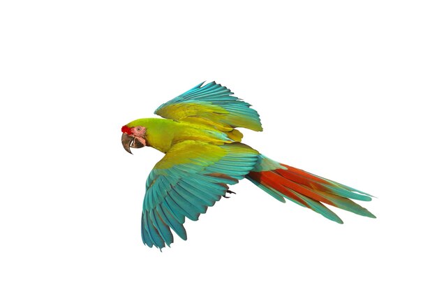 Colorful flying Military Macaw parrot isolated on white background