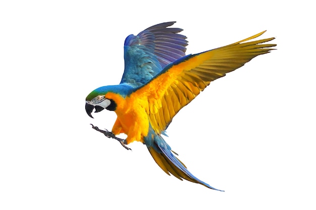 Красочный летающий попугай, изолированные на белом фоне.